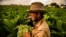 Agricultor cubano recoge la cosecha de tabaco en Viñales, Pinar del Río, en enero de 2022. (Yamil Lage/AFP)