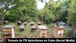Los apicultores cubanos.