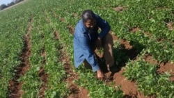 Plaga de frijol en Cuba pudo haberse evitado, advierten campesinos