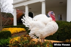 La ceremonia del perdón del pavo, en el Jardín de las Rosas de la Casa Blanca.