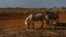 Foto Archivo. Un caballo en un campo de papas en Güines, Cuba. AP Photo/Ramon Espinosa.