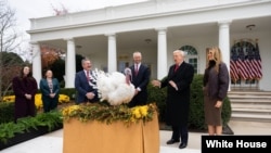 La ceremonia del perdón del pavo, en el Jardín de las Rosas de la Casa Blanca. 