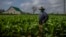 Un productor de tabaco en Pinar del Río. (AP/Ramón Espinosa)